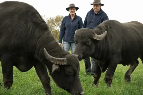 De Waterbuffelfarm