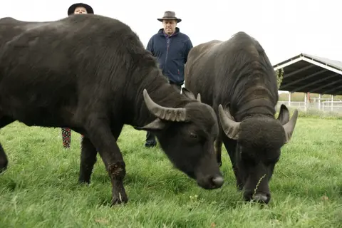 De Waterbuffelfarm