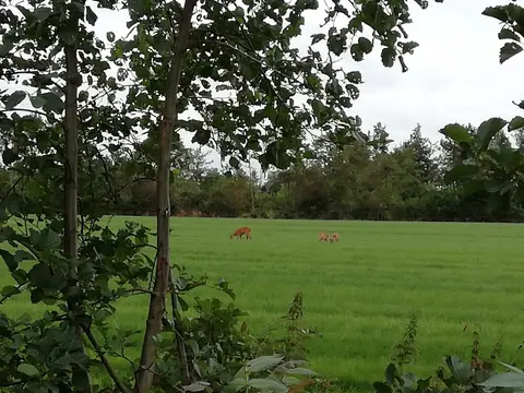 De Weidewagen
