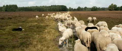 De Kamperklippen