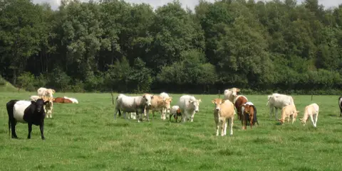 Dennemaat