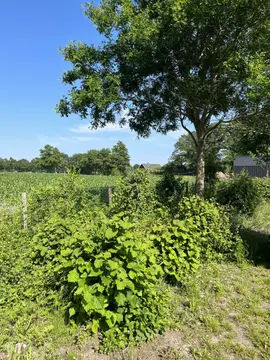 Hof 'T Sprakel