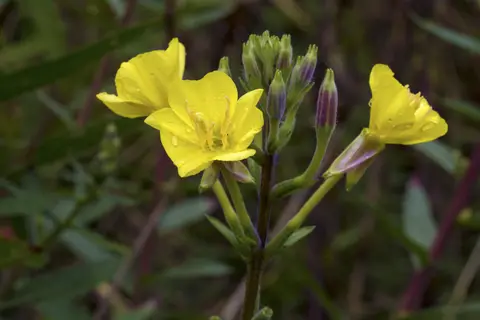 Hemisfeer – Nachttuin Westhoek