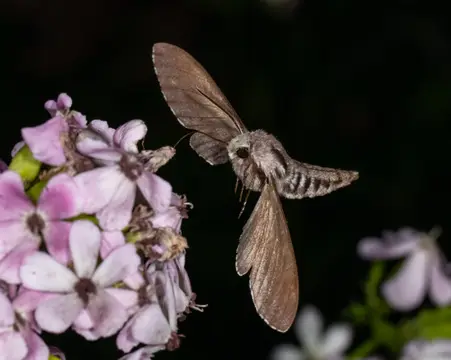 Hemisfeer – Nachttuin Westhoek