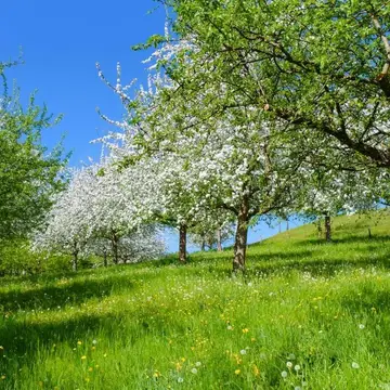 Camping Obsthof Moll