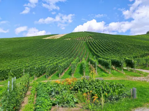 Stellplatz am Winzerhof