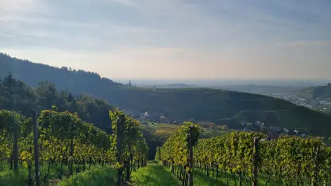 Stellplatz am Winzerhof