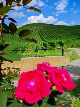 Stellplatz am Winzerhof