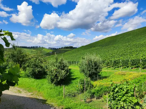Stellplatz am Winzerhof