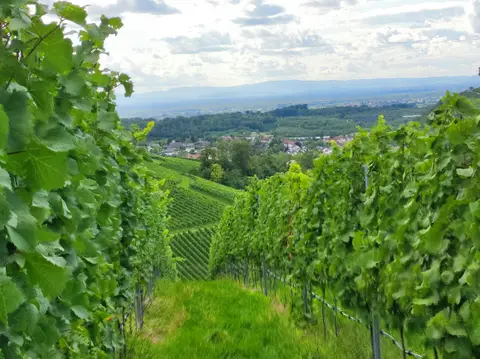 Stellplatz am Winzerhof