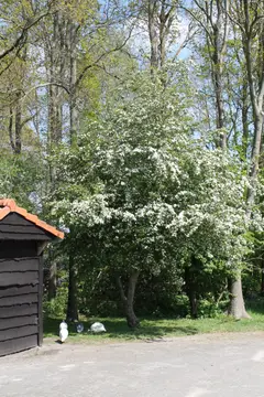 Camperplaats De Flint