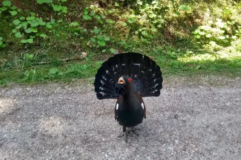 Am Hausernhof