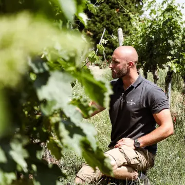 Weingut Schäfer-Mußbach