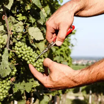 Weingut Schäfer-Mußbach
