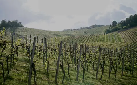 Weingut Knauß - Weinstadt