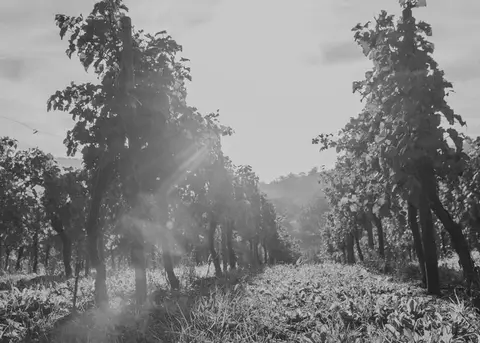 Weingut Knauß - Weinstadt