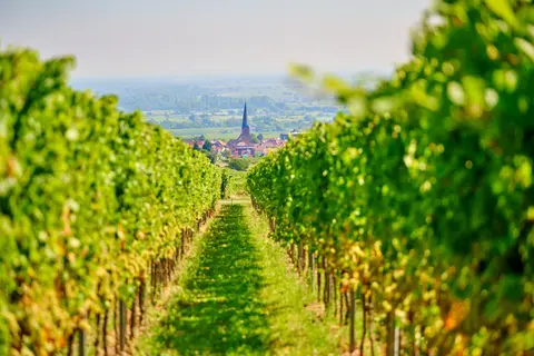 Weingut SEITZ-SCHREINER