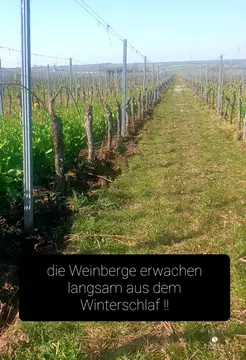 Weingut Borntaler Hof