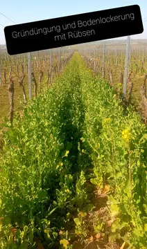 Weingut Borntaler Hof