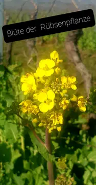 Weingut Borntaler Hof