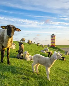 Reisemobilhafen bei den Zwillingsmühlen Greetsiel