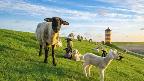 Reisemobilhafen bei den Zwillingsmühlen Greetsiel