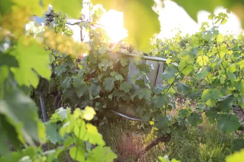 Weingut Benß