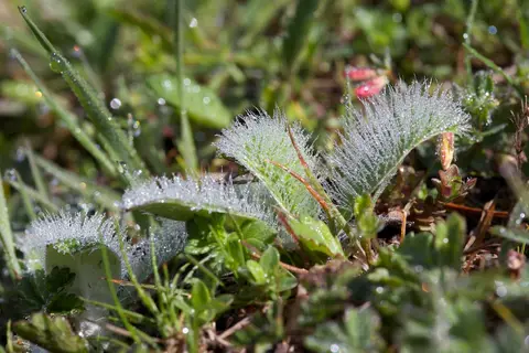 Centro Pro Natura Lucomagno