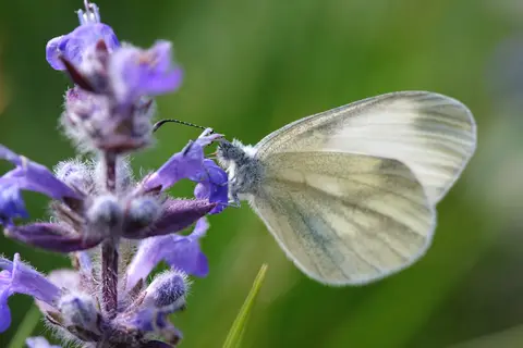 Centro Pro Natura Lucomagno