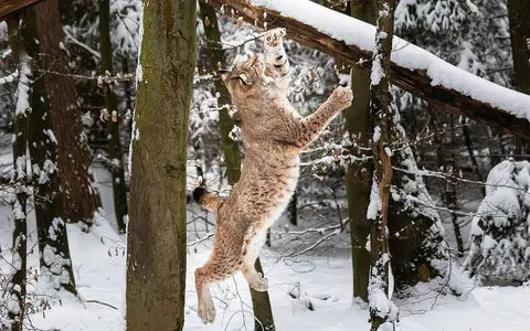 VIP Stellplatz Wildpark Pforzheim