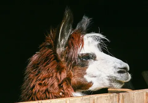 VIP Stellplatz Wildpark Pforzheim