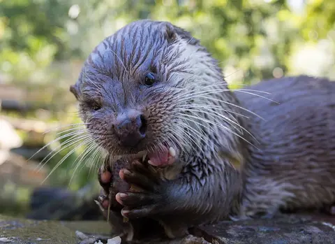 VIP Stellplatz Wildpark Pforzheim