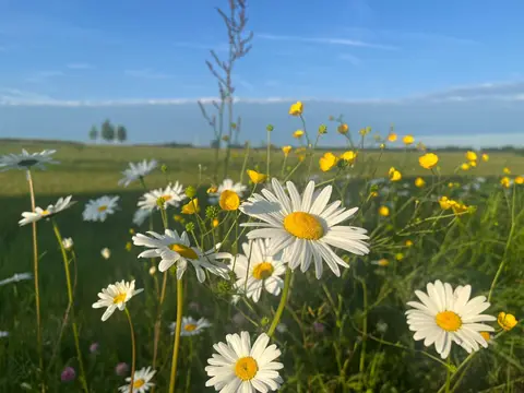 Camperplaats 't Bommesaarke