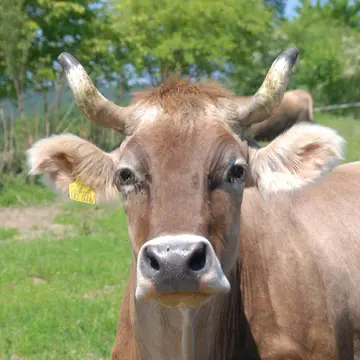 Johannihof