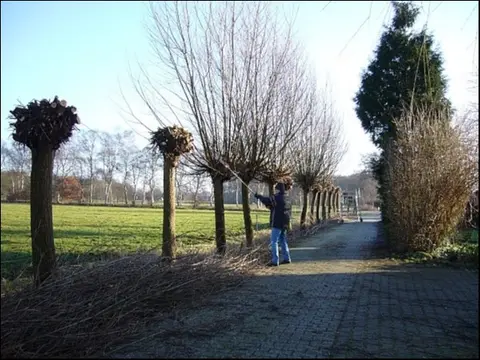 De Knotwilg
