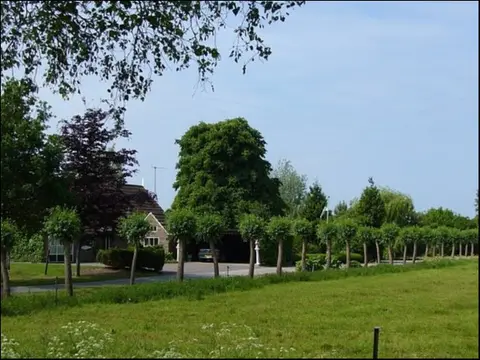 De Knotwilg