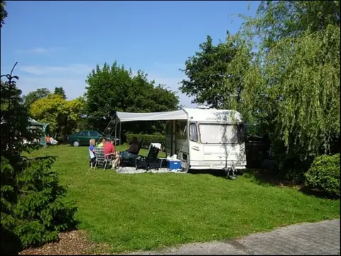 De Knotwilg