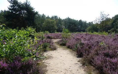 Het Lorkenbos