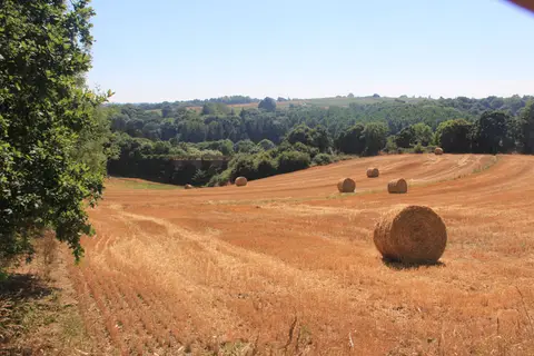 Les Palmiers
