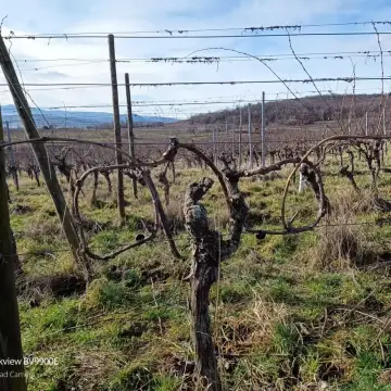 Aire de Stationement Molsheim (Domaine Kaes)
