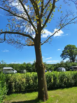 Kempenstee