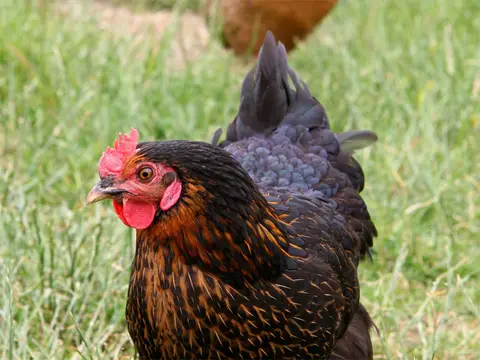 SP Sabines Bio-Bauernhof