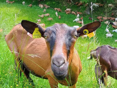 Camping à la Ferme de Grange Neuve