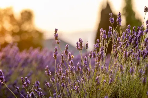 Domaine de Lumian & Domaine Caroline Bonnefoy Accueil Camping Cars