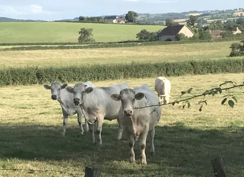 La Bedure