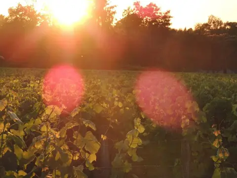 Domaine de la Gauche