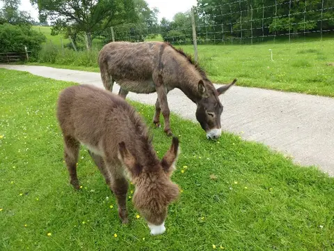 Bush Farm Bison Centre