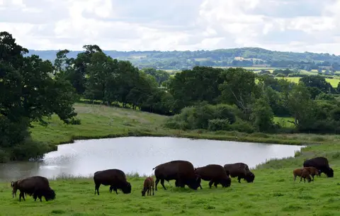 Bush Farm Bison Centre