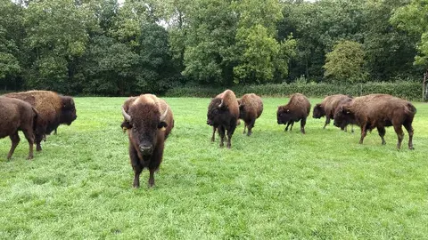 Bush Farm Bison Centre