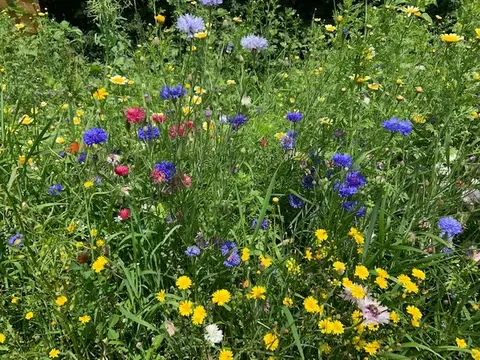 Natuurkampeerterrein Buitenhof